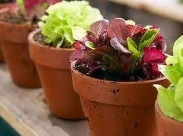 piante in vaso