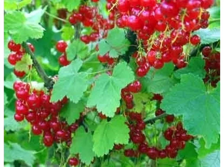 ribes rossi