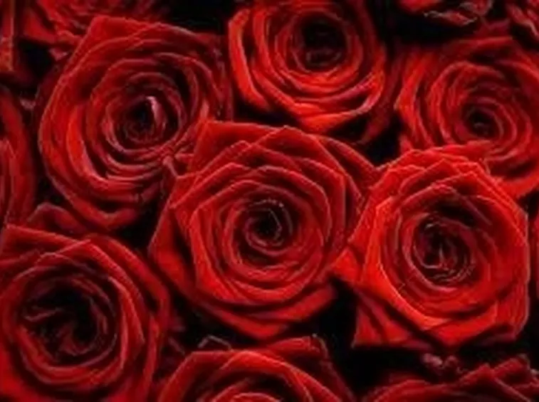 rose rosse