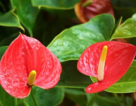 anthurium rosso
