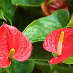 anthurium rosso