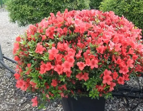 Una bellissima azalea
