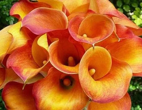 Un bouquet di calle arancioni, simbolo di passione ma anche di amicizia e fedeltà.