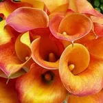 Un bouquet di calle arancioni, simbolo di passione ma anche di amicizia e fedeltà.
