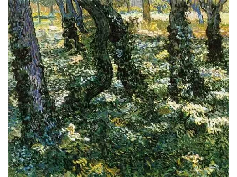 L'edera prolifera nel sottobosco