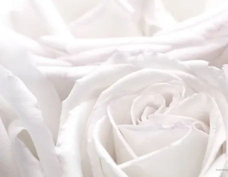 rose bianche
