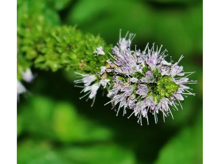 menta
