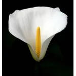 La calla (Zantedeschia aethiopica).