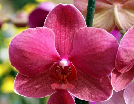 fiore orchidea