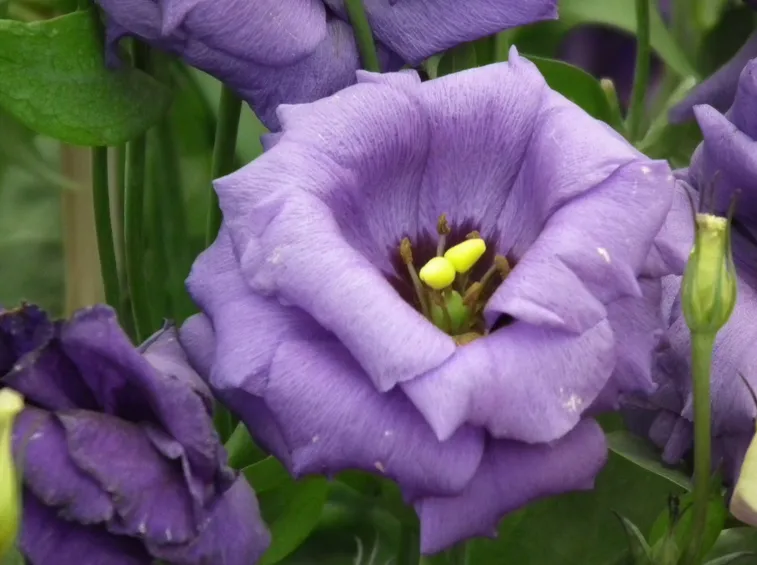 Lisianthus viola