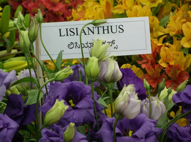 Varie specie di eustoma