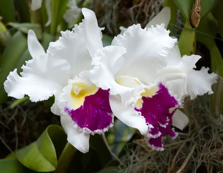 Orchidea bianca con striature rosse, un forte simbolo religioso