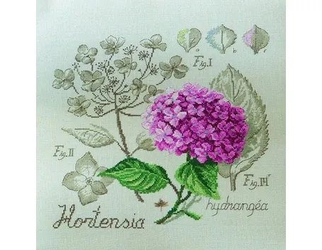 ortensia o rosa del Giappone
