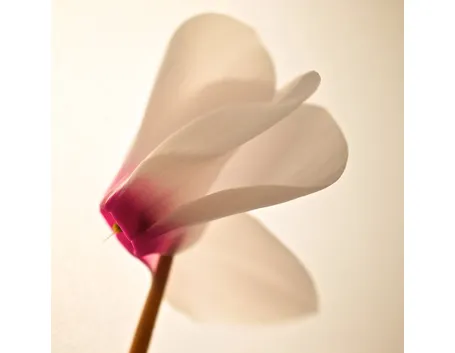 Un fiore di ciclamino bianco