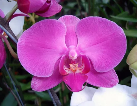 Orchidea viola.