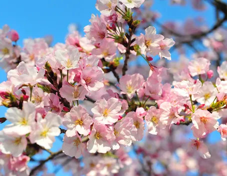 significato fiori di ciliegio