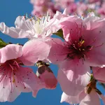 fiori di pesco