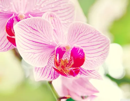 fiori orchidea