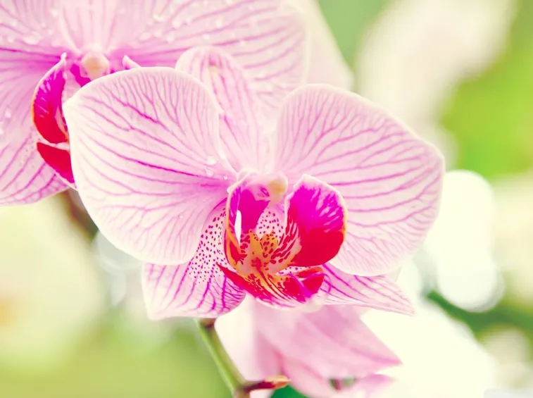 fiori orchidea