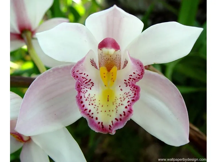 fiore orchidea