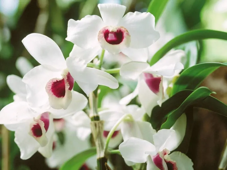 fiori orchidea