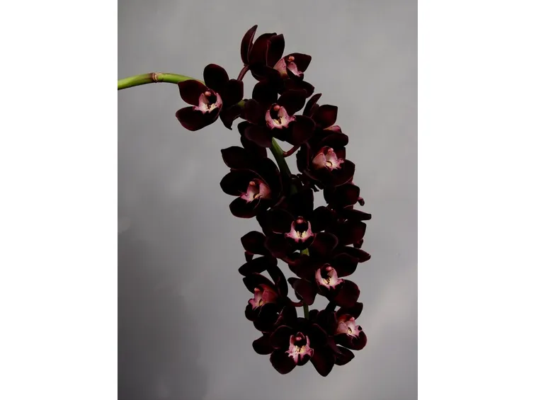 Significato orchidea nera