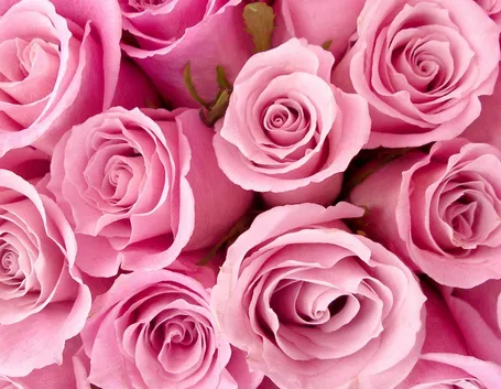 rose rosa