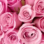 rose rosa