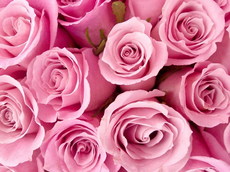 rose rosa