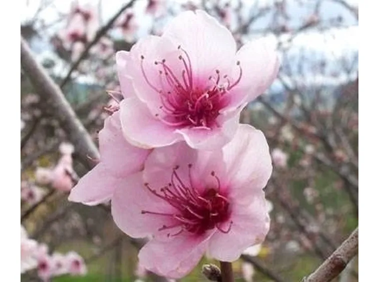fiori di pesco