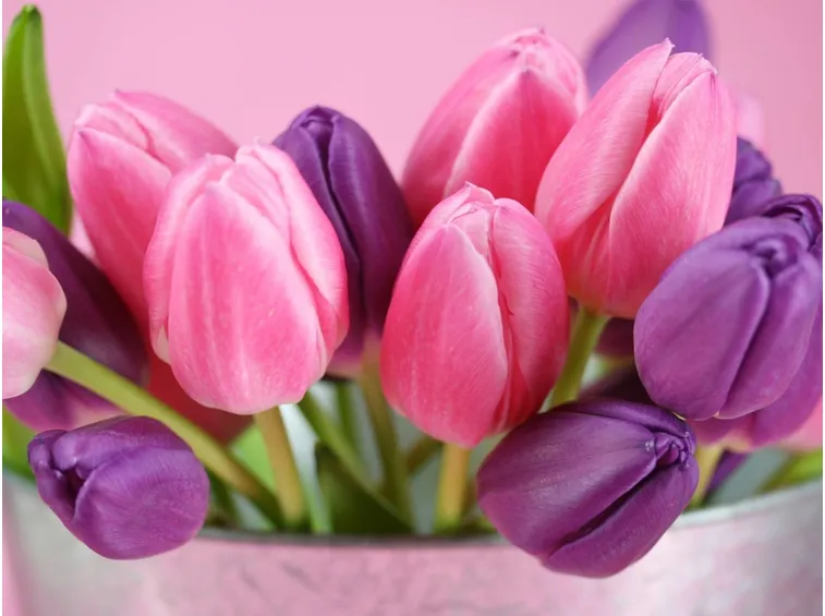 tulipani rosa