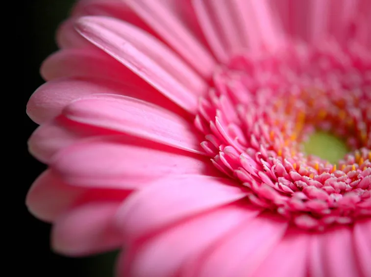 Gerbera rosa