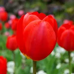 tulipano rosso