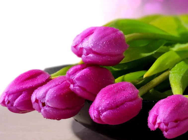 tulipani violetti