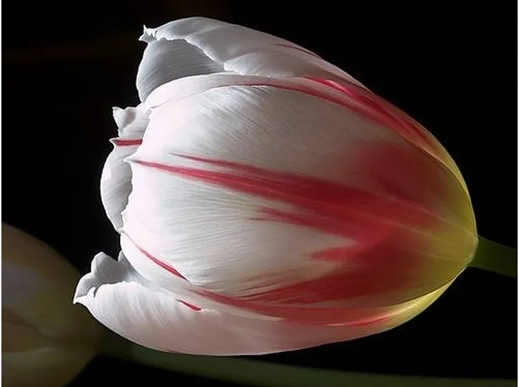 tulipano screziato