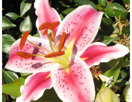 fiore giglio