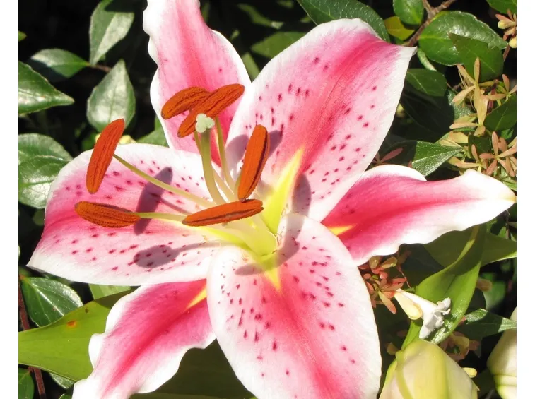 fiore giglio