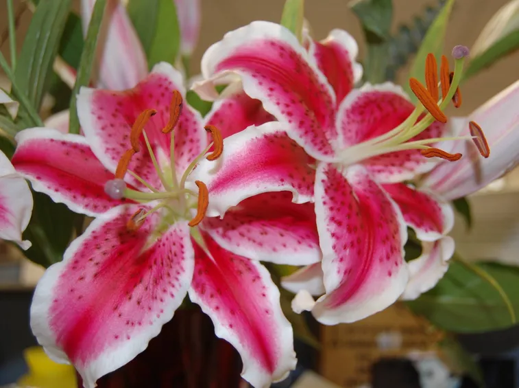 fiori giglio