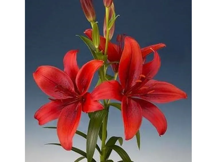 fiore giglio