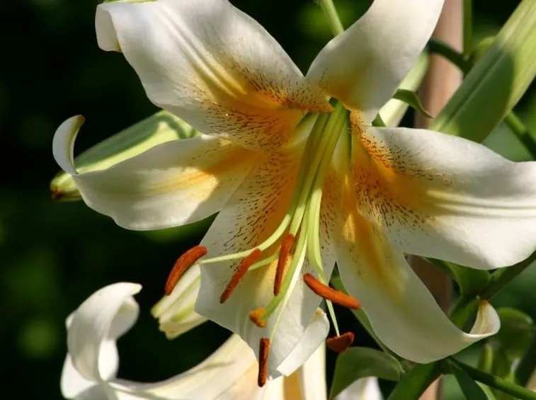 fiore giglio