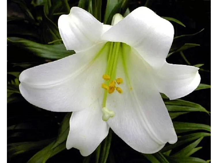 fiore giglio