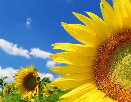 girasole