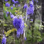 glicine