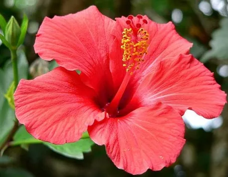 fiore ibisco