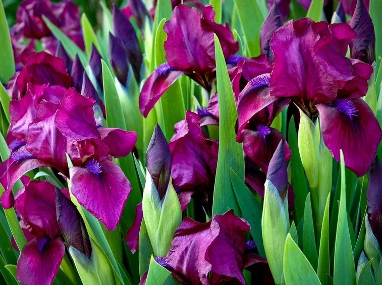 fiori iris