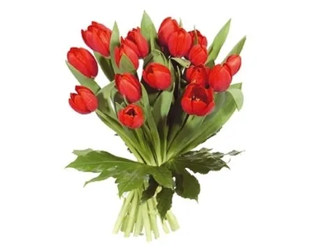 tulipani