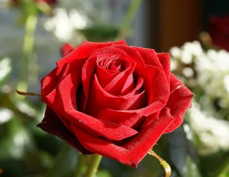 rosa rossa