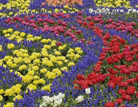 Allestire un campo di fiori