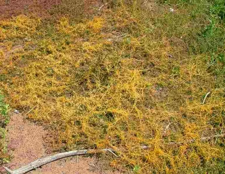 Cuscuta campestris