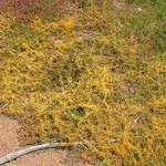 Cuscuta campestris